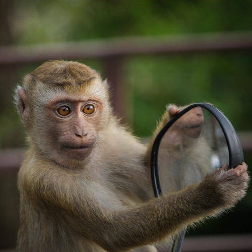 Monkey Catcher service provider in JHAJJAR