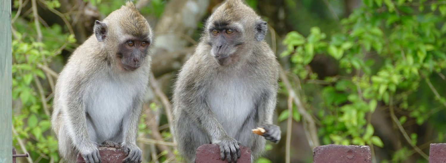 BK MONKEY CATCHER & ANIMAL CARE